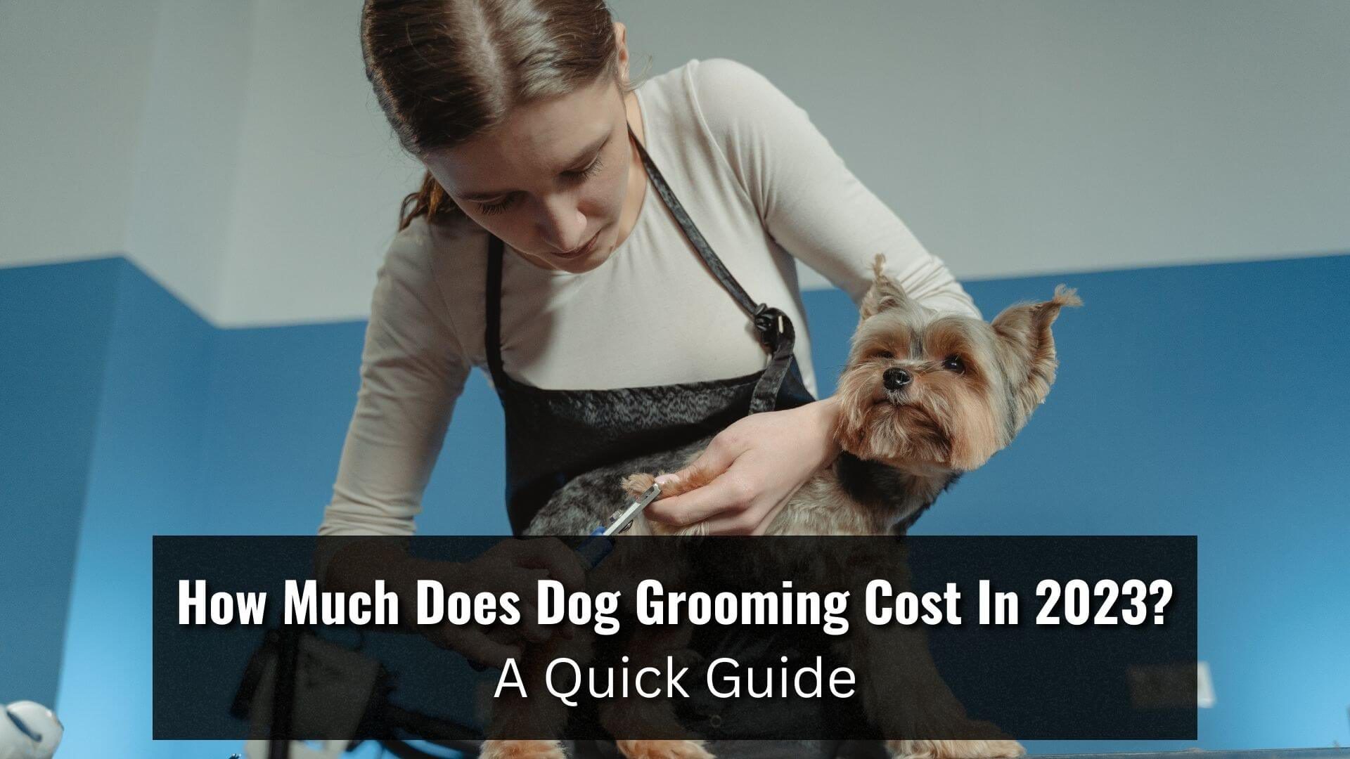 How Much Should I Pay Someone to Take Care of My Dog: A Guide to Pricing